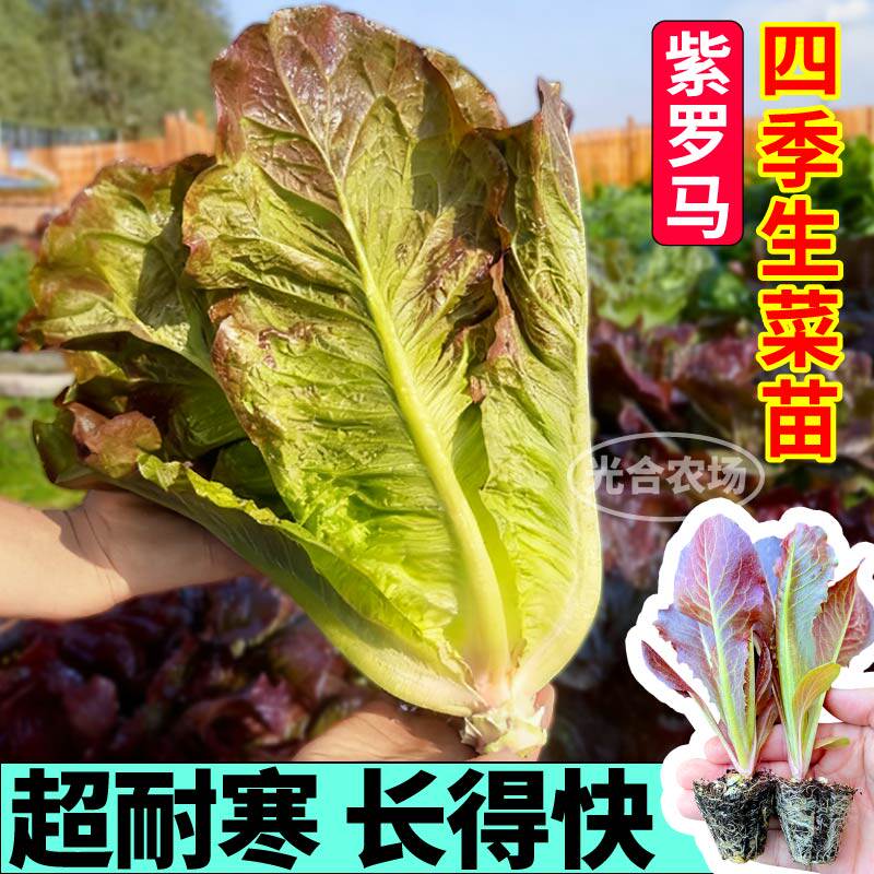 正宗紫罗马生菜苗秧紫色直立孔雀菜香麦菜大速红皱意大利四季阳台