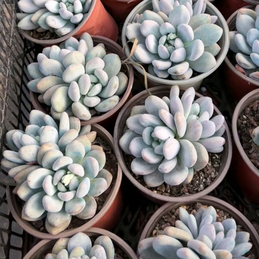 双头新香水
