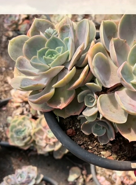 蓝色苍鹭