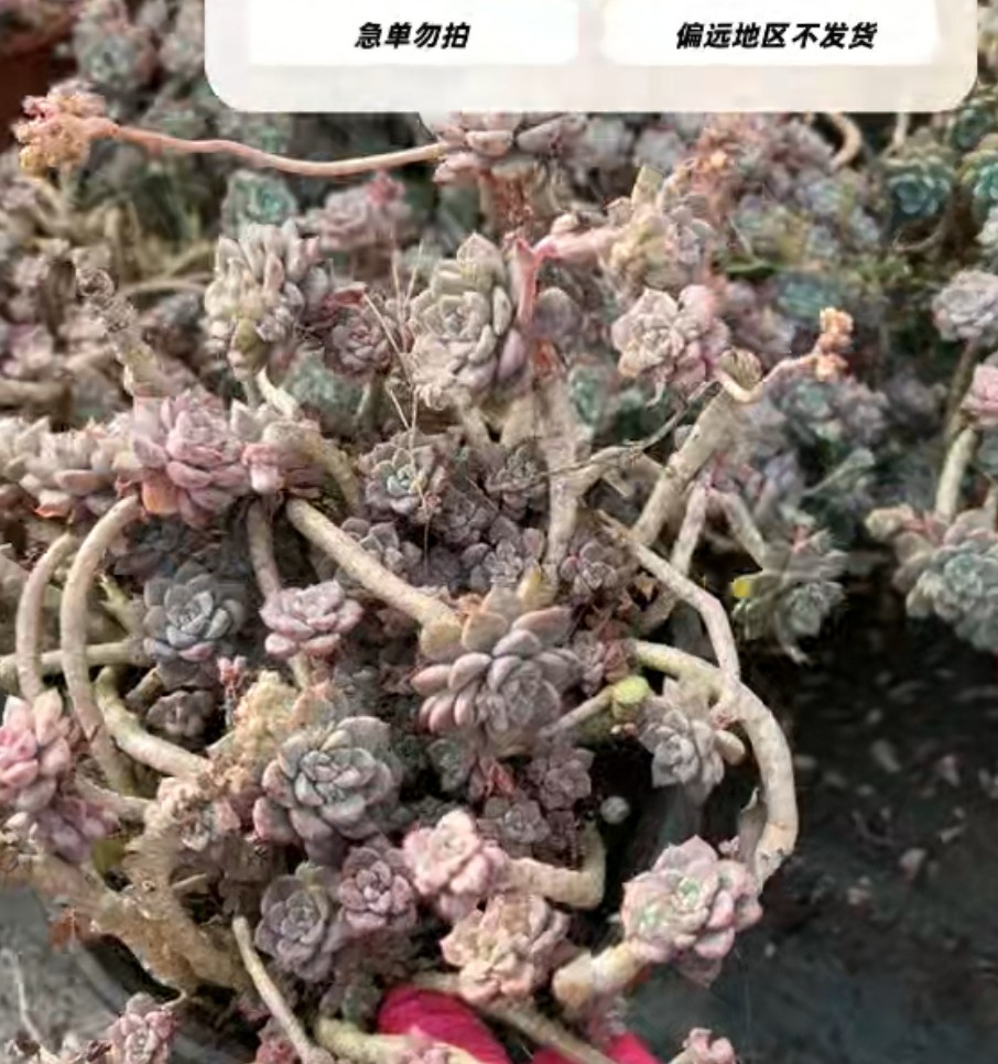 大盆粉布偶,鲜花速递/花卉仿真/绿植园艺,多肉植物,淘宝优惠券,粉丝福利购,淘宝优惠卷