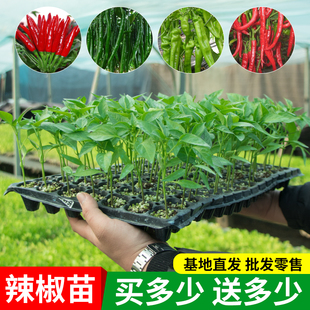 薄皮椒苗朝天椒小米辣椒螺丝椒椒苗薄皮青椒彩椒阳台盆栽蔬菜苗
