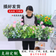 仿真绿植造景组合隔断花槽花箱仿生假花摆设植物景观装 饰室内室外