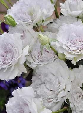 一加仑中苗大天使扦插 阳台庭院盆栽地栽月季花苗  原盆原土发货