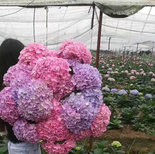 绣球花无尽夏不断营养土绿植盆栽
