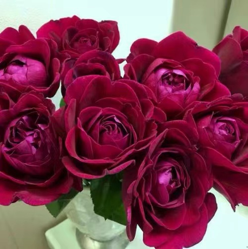 凤凰图瓦 大花浓香  多季开勤花月季花卉  颜色会随着温度变化