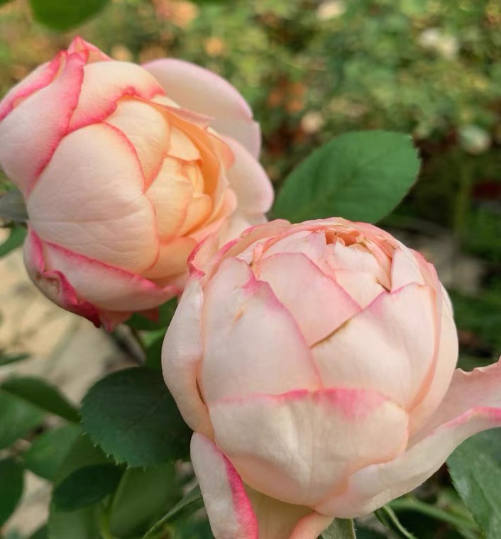 新品伊芙系列伊芙古典香水月季花苗超大花朵阳台浓香庭院花卉植物
