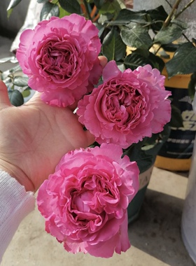 一加仑扦插中苗仙王座原土原盆发货