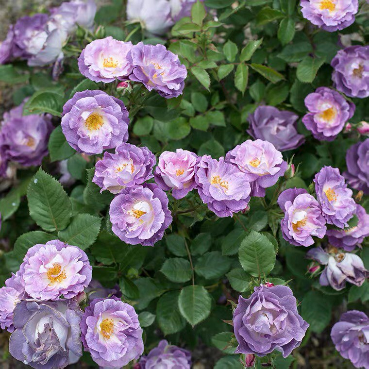 蓝色梦想月季花灌木多头切花浓香颜色梦幻 阳台庭院种植带土发货