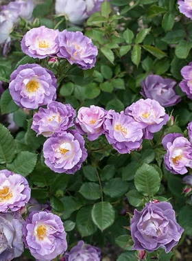 蓝色梦想月季花灌木多头切花浓香颜色梦幻 阳台庭院种植带土发货