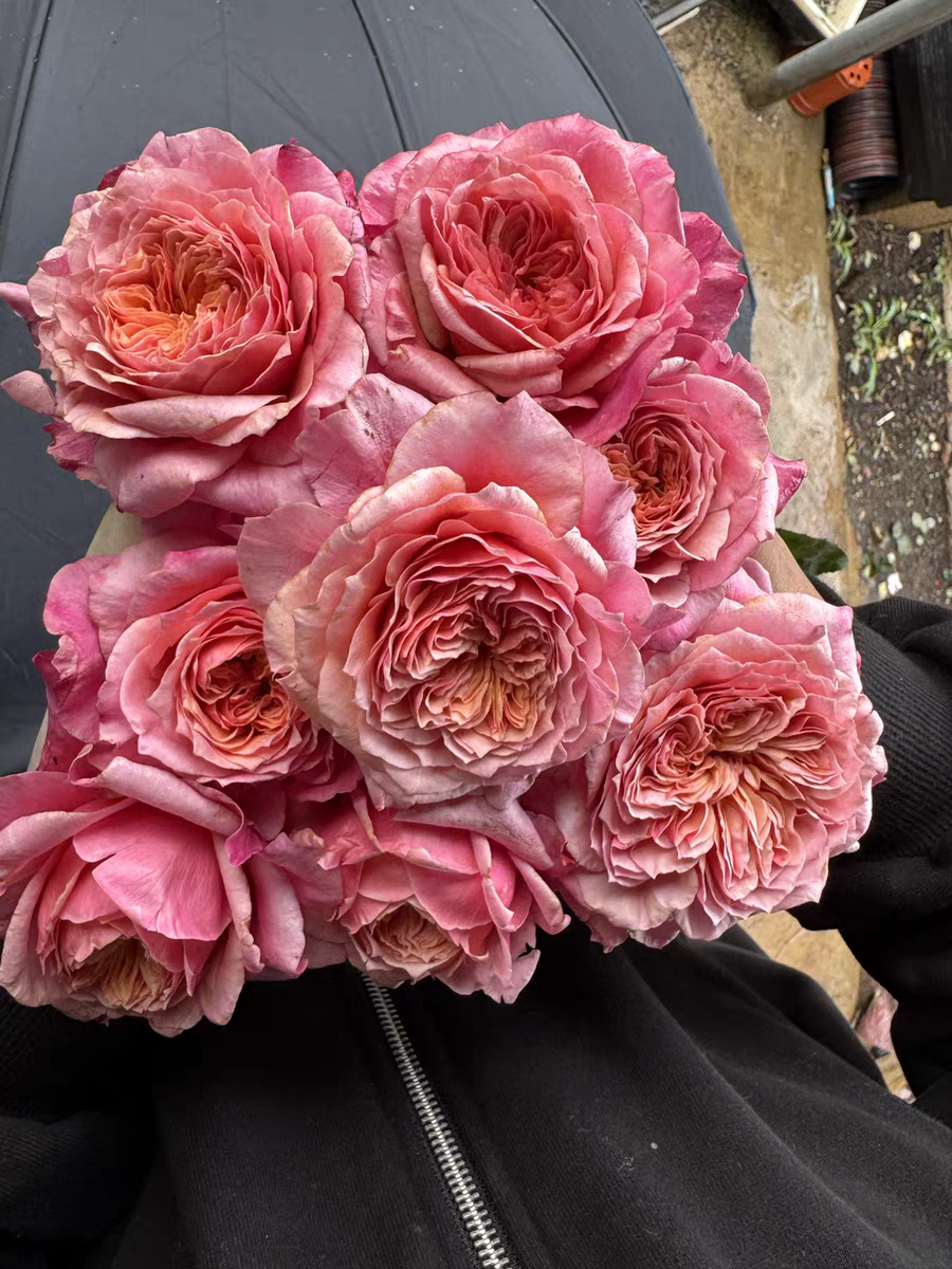 奥斯汀花型 雅 月季小苗灌木阳台庭院盆栽地栽带土发货抗病好,鲜花速递/花卉仿真/绿植园艺,月季/蔷薇/玫瑰,淘宝优惠券,粉丝福利购,淘宝优惠卷