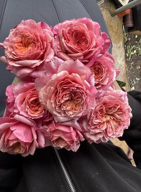 奥斯汀花型 雅 月季小苗灌木阳台庭院盆栽地栽带土发货抗病好