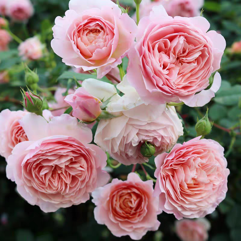 威廉莫里斯扦插小苗藤本月季花苗浓香带土发货阳台庭院盆栽地栽,鲜花速递/花卉仿真/绿植园艺,月季/蔷薇/玫瑰,淘宝优惠券,粉丝福利购,淘宝优惠卷