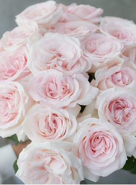 法国梅昂灌木切花月季园艺王子/和平之父浓香耐雨淋直立月季小苗