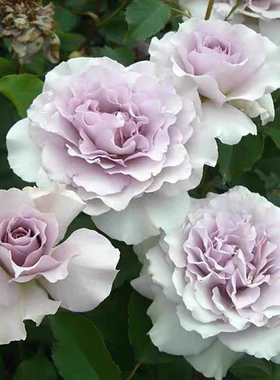 新浪潮 月季小苗浓香精品日本玫瑰蕾丝边阳台庭院盆栽绿植花卉