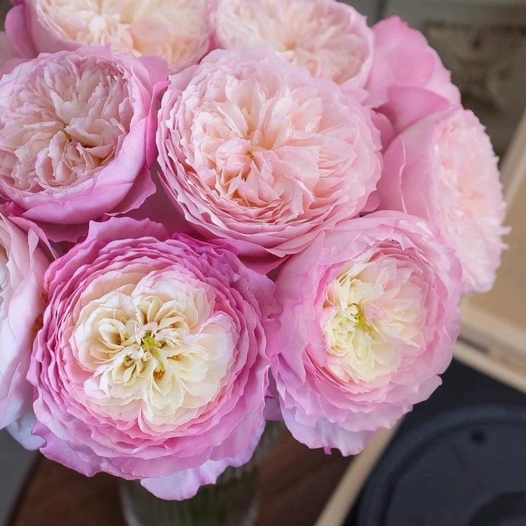 一加仑 康斯坦茨 原盆原土发货