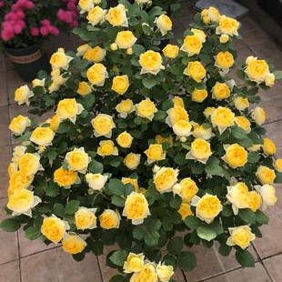 一加仑中苗扦插 金丝雀 多年生黄色大花微月原盆原土发货