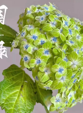 扦插小苗绣球国绿阳台庭院盆栽地栽绿植 花心蓝色 紫粉色都会开
