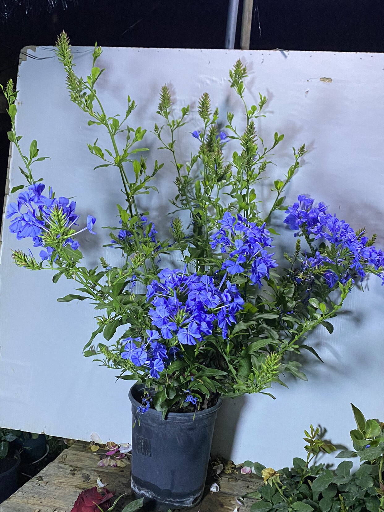 蓝雪花一加仑 原盆原土发货