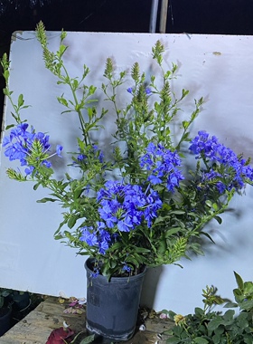 蓝雪花一加仑 原盆原土发货