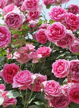 橙色月季园 新品欧月大游行藤本开花特别多的一款掌柜推荐