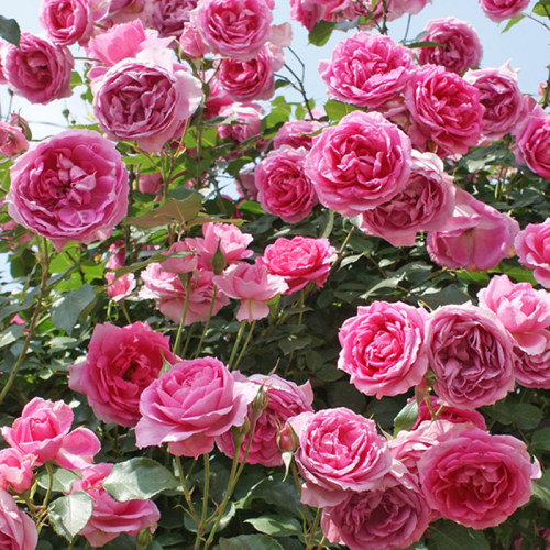 橙色开花大游行掌柜推荐