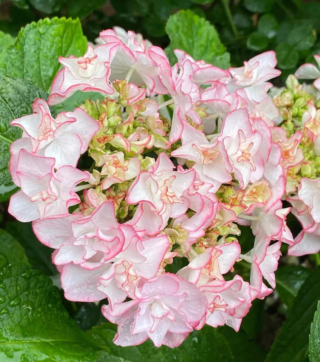 一加仑扦插中苗绣球惠子小姐原土原盆发货