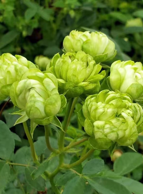 一加仑扦插中苗绿闪电花苗多头绿色小花原土原盆发货