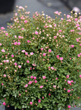 一加仑扦插中苗日本超微迷你月季原土原盆发货