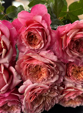 一加仑扦插奥斯汀 雅 原盆原土发货