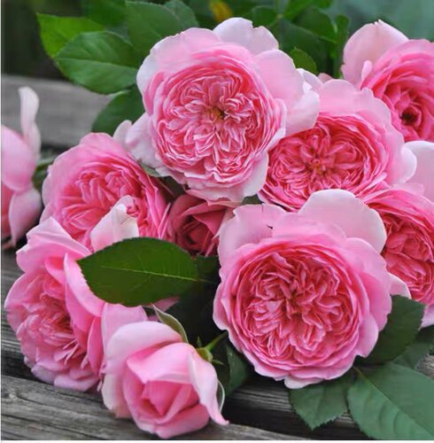 一加仑中苗扦插 庞巴度 原盆原土发货