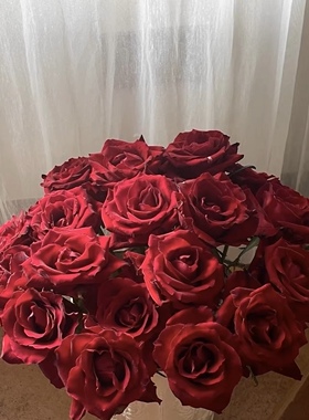 一加仑中苗传奇 红色切花 原盆原土发货