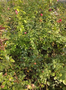 小苗盲盒10颗不指定不售后不包活没有名字会重复 不送 随机发慎拍