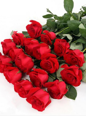 红色玫瑰花系列卡罗拉 云南切花月季 盆栽地栽月季小苗掌柜推荐