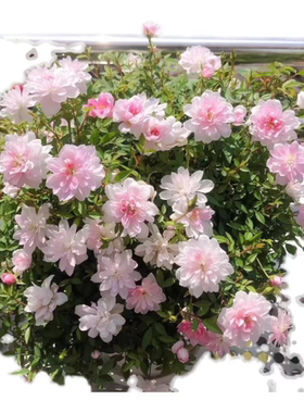 姬月季 姬乙女  一加仑扦插 两年苗阳台盆栽开花机器