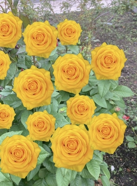 一加仑扦插中苗苏格兰黄油月季花苗阳台庭院切花扦插灌木四季