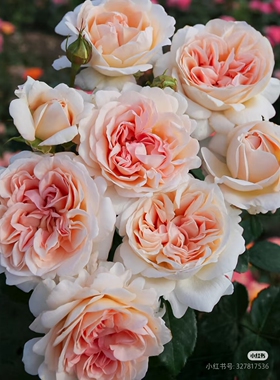 一加仑扦插中苗大公夫人月季花苗原土原盆发货阳台庭院盆栽地栽