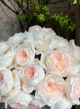 扦插小苗波莱罗浓香月季花苗带土发货阳台庭院盆栽地栽丰花复花快