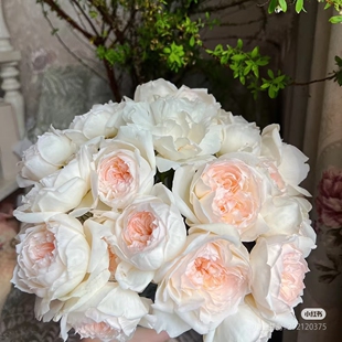 扦插小苗波莱罗浓香月季花苗带土发货阳台庭院盆栽地栽丰花复花快