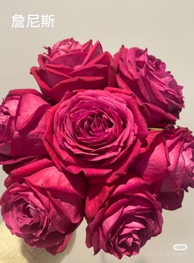 一加仑扦插中苗奥斯汀玫瑰詹尼斯带土发货阳台庭院盆栽地栽