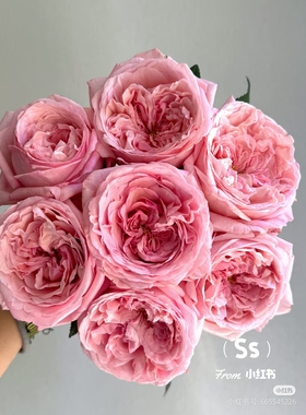 一加仑扦插中苗梅昂枫丹月季花苗原土原盆发货阳台庭院盆栽地栽