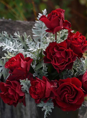 扦插月季小苗纪念芭芭拉花苗耐晒耐雨淋丰花抗病好长势快阳台庭院