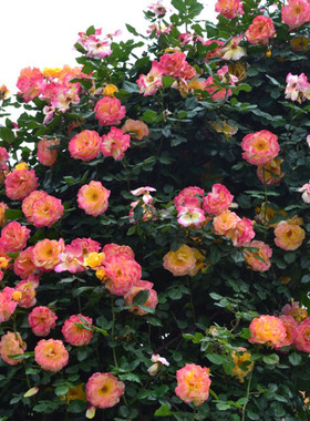 藤本月季藤彩虹四季开花丰花阳台绿植花卉盆栽庭院花墙拱门带土发