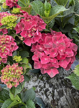 一加仑扦插中苗魔幻红宝石绣球花苗原土原盆发货