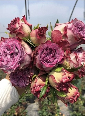 一加仑扦插多姿桃 多洛塔