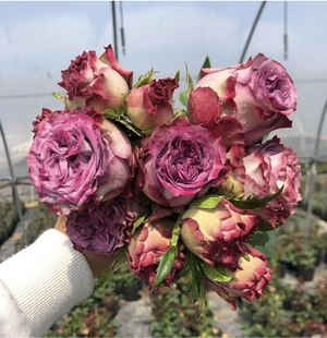 一加仑扦插多姿桃 多洛塔