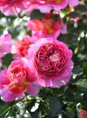 一加仑巴黎精神扦插中苗原土原盆发货勤花月季花苗易活