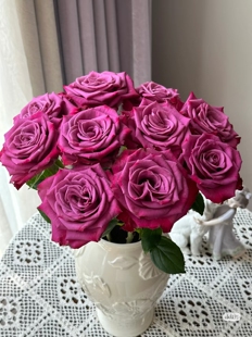 一加仑扦插中苗月季帝王玫瑰小夜曲玫瑰花苗阳台庭院盆栽