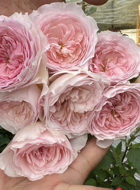 一加仑扦插中苗粉色奥斯汀花型不知名 原土原盆发货