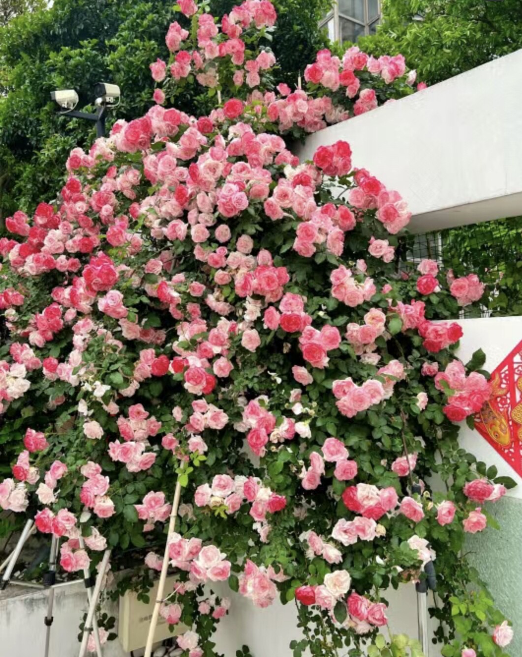 一加仑藤本樱霞 （会矮枝开花 ）,鲜花速递/花卉仿真/绿植园艺,月季/蔷薇/玫瑰,淘宝优惠券,粉丝福利购,淘宝优惠卷