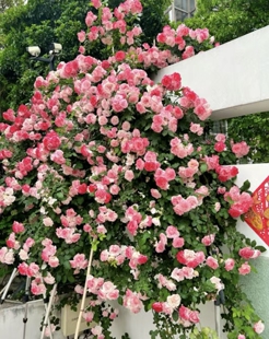 一加仑藤本樱霞 (会矮枝开花 )